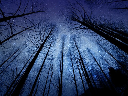 Starry Night Through Bare Winter Trees