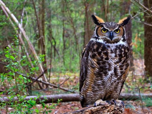 Great Horned Owl in a Woodland Setting