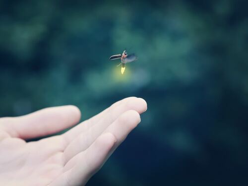 Firefly Glowing in the Night Sky