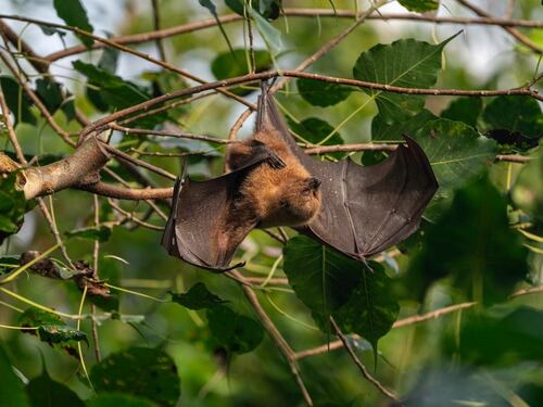 Fruit Bat Hanging in a Tropical Forest