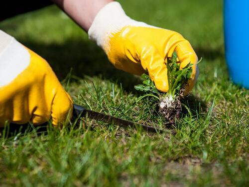 Manual Weed Removal for Lawn Care Maintenance