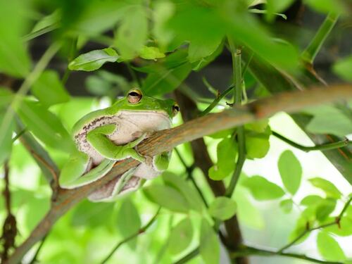 Green Tree Frog Resting on a Branch in Foliage