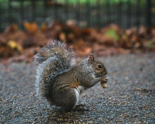 Squirrel Eating a Nut on a Path in Autumn