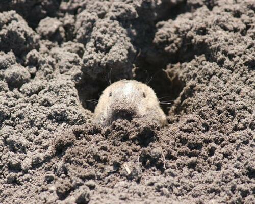 Gopher Popping Out of a Dirt Burrow