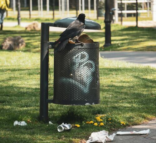 Urban Crow Perched on a Park Trash Can