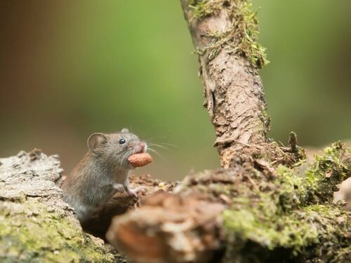 Small Mouse with Nut in a Forest Habitat