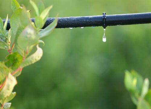 Efficient Drip Irrigation for Healthy Trees