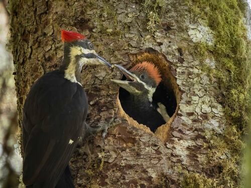 Woodpecker Feeding Chick in Tree Cavity