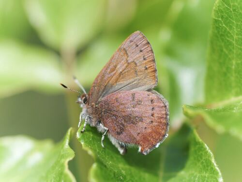 Close-Up of Butterfly Resting on Green Leaf