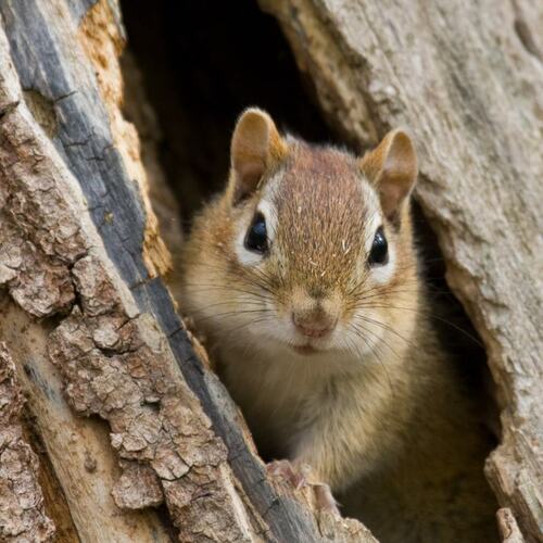 Curious Chipmunk Peeking from Tree Hollow