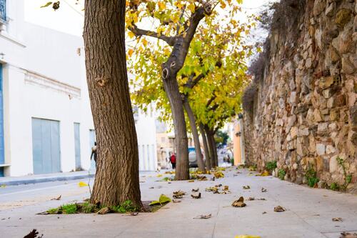 Urban Street Trees Lining Historic Wall