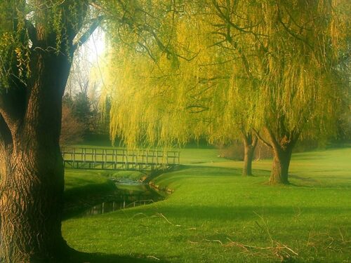 Serene Landscape with Willow Trees and Wooden Bridge