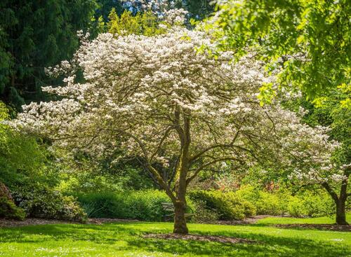 Stunning Flowering Cherry Tree in a Sunny Garden