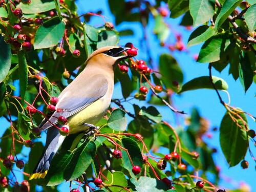 Cedar Waxwing Eating Berries in a Serviceberry Tree