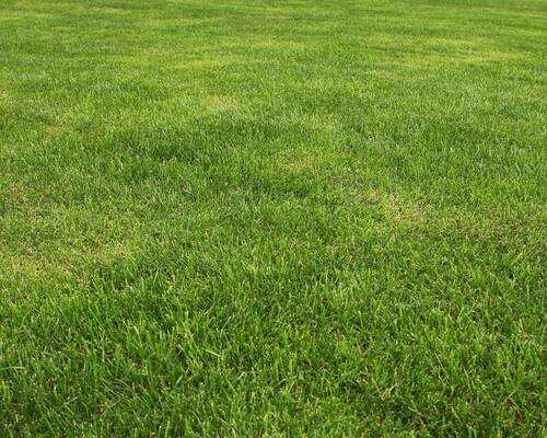 Healthy Green Lawn for Outdoor Spaces | Arborist Now