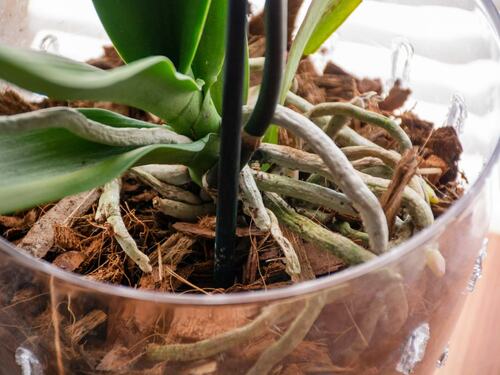 Healthy Orchid Roots in Potting Medium | Arborist Now