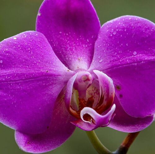 Vibrant Purple Orchid Blossom Close-Up | Arborist Now