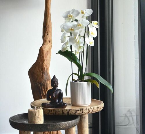 White Orchid in Modern Decor Setting | Arborist Now