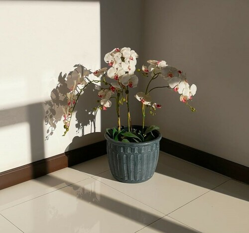 Orchid Silhouettes in Morning Light | Arborist Now