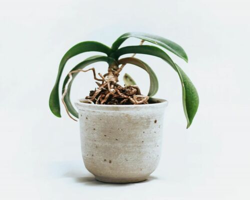 Orchid in Minimalist Ceramic Pot | Arborist Now