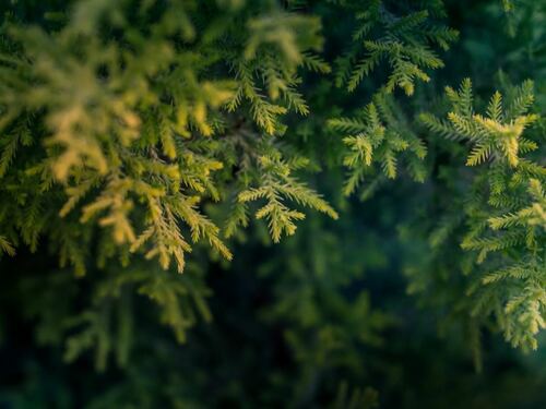 Yellow-Tipped Evergreen Foliage