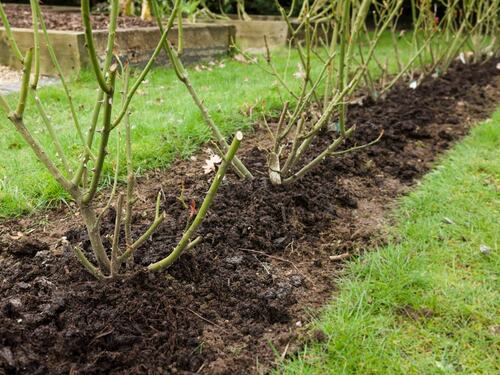 Freshly Pruned Shrubs for Winter Preparation