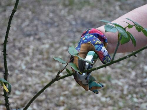 Safely Pruning Thorny Branches with Gloves