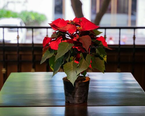 Potted Red Poinsettia on Display