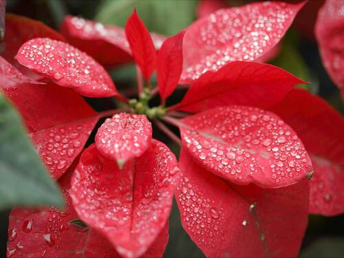 Raindrops on Vibrant Red Poinsettia Leaves