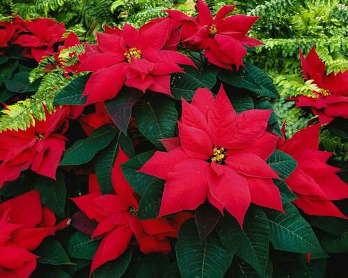 Bright Red Poinsettia Garden in Full Bloom