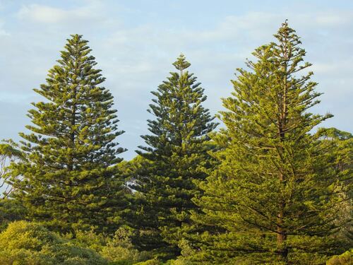 hree Majestic Pine Trees in a Natural Setting