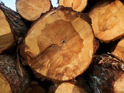 Pine Logs Stacked in a Pile