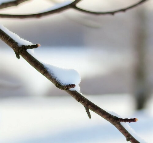 Snow-Covered Tree Branch in Winter