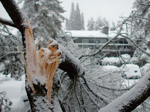 Snow-Damaged Tree Branch in Winter Storm