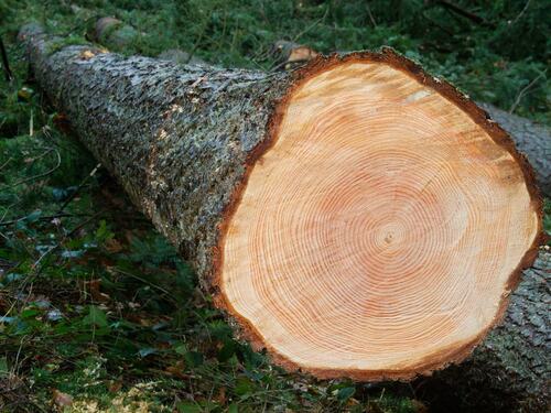 Freshly Cut Tree Trunk in Forest