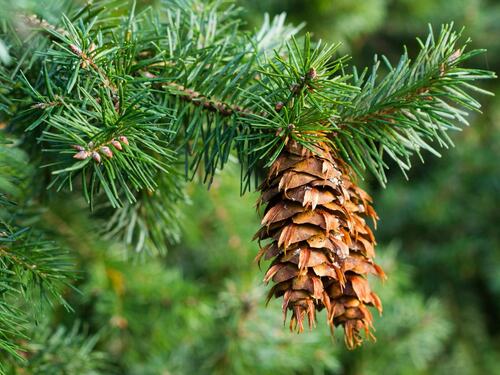 Douglas Fir Branch with Pine Cones