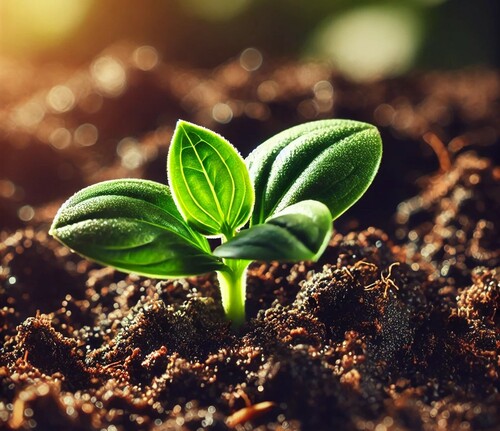 Plant Sprouting from Healthy, Rich Garden Soil