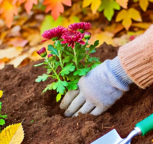 Planting Chrysanthemums in Autumn Garden