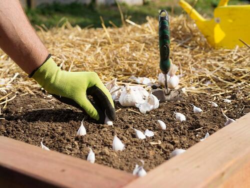 Planting Garlic Bulbs in Raised Bed Garden