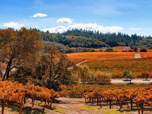 Napa Valley Vineyard in Autumn Sunshine