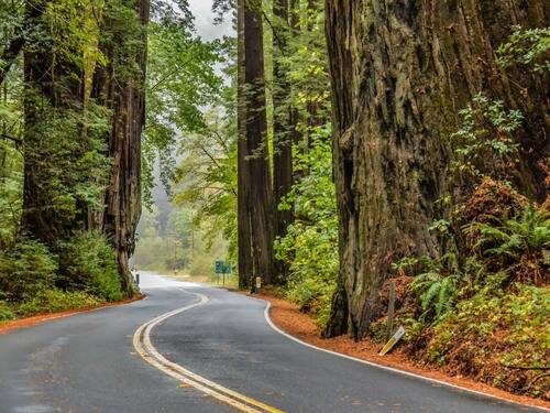 Scenic Road Through Redwood Forest