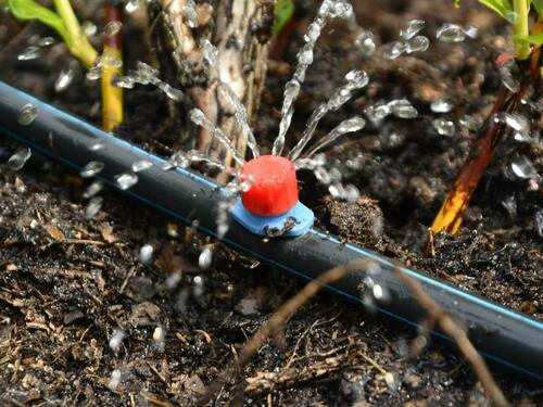 Close-Up of Drip Irrigation Emitter for Garden Plants