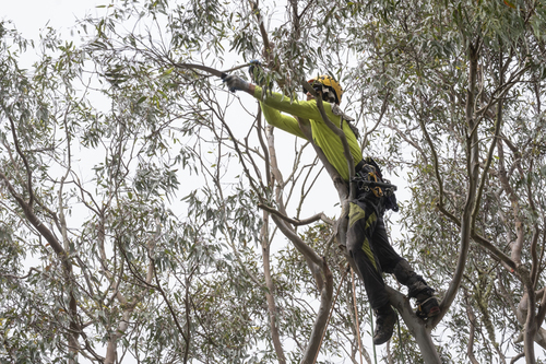 Arborist Pruning Eucalyptus Tree at Great Height