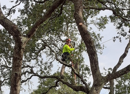 Arborist Performing Tree Maintenance on Large Oak Branch