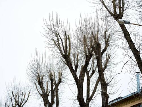 A Row of Topped Trees with Cut Branches