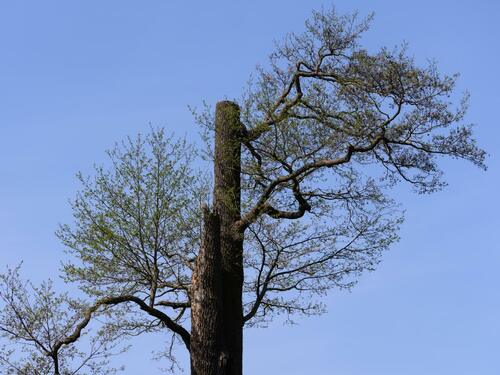 Topped Tree with Sparse Branches and Growth