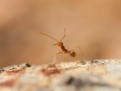 Close-Up of Fire Ant on Tree Bark