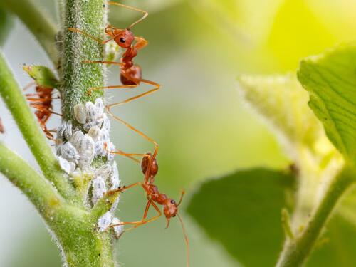 Fire Ants Protecting Aphids on a Plant Stem