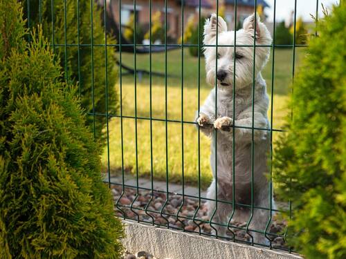 Small Dog Behind a Fence in a Green Backyard