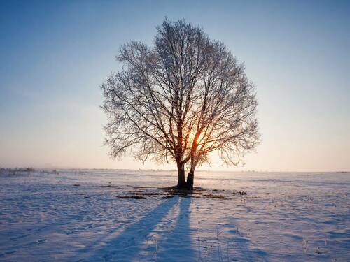 Oak Tree in Winter at Sunset